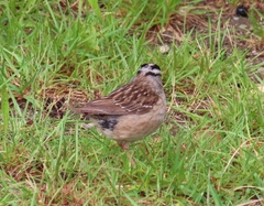 Zonotrichia leucophrys