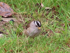 Zonotrichia leucophrys