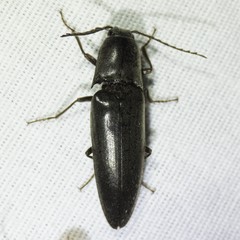 Orthostethus pectinicornis