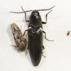 Orthostethus pectinicornis