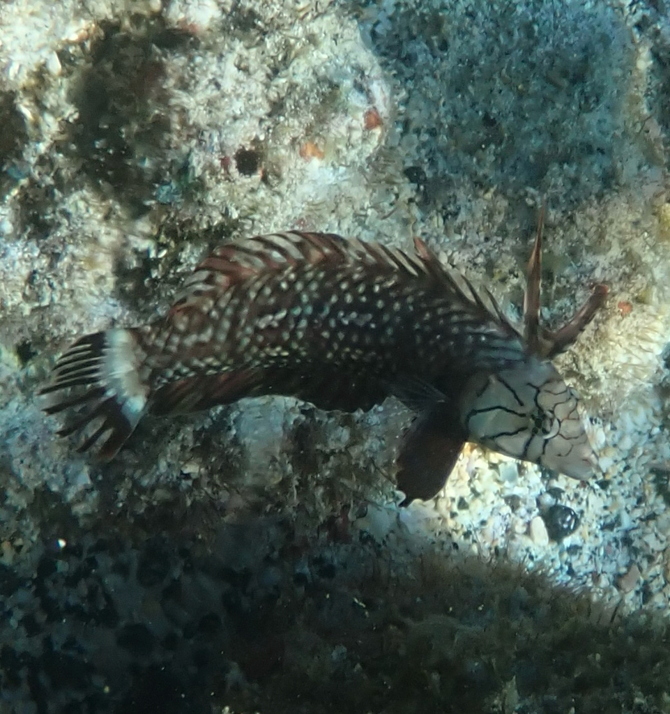 Rockmover wrasse