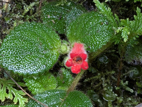 Kohleria villosa, photograph 1