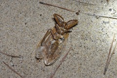 Kirkaldyia deyrolli