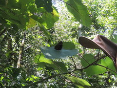 Morpho helenor achillides