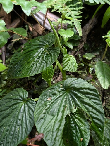 Peperomia camposii (Peperomia camposii)