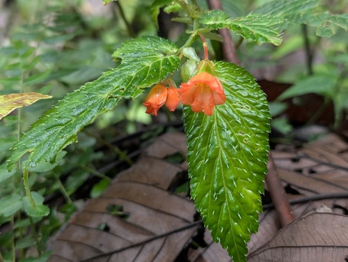 Begonia longirostris, photograph 6