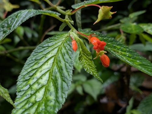 Begonia longirostris, photograph 3