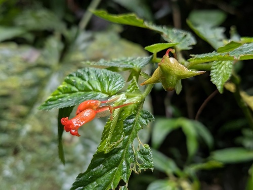 Begonia longirostris, photograph 5