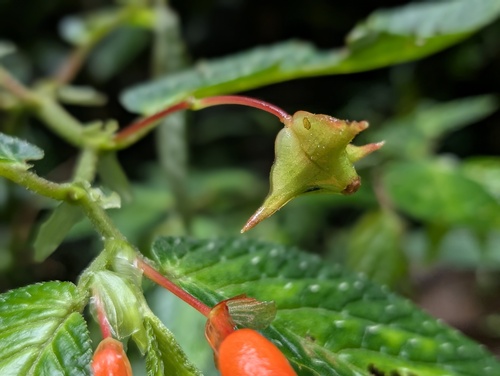Begonia longirostris, photograph 4