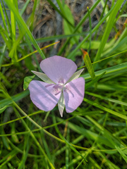 Calochortus nudus
