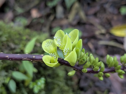 Erythrina edulis (Erythrina edulis)