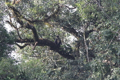 Semnopithecus hypoleucos