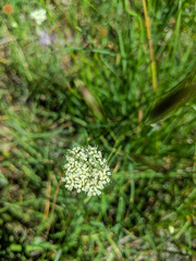 Perideridia parishii