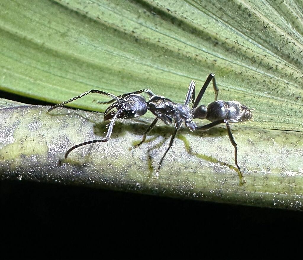 Neoponera dismarginata