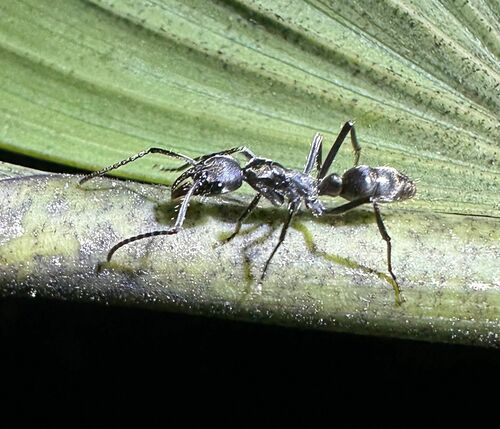 Neoponera dismarginataNeoponera dismarginata