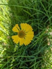 Helenium bigelovii