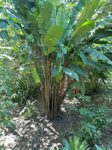Heliconia pogonantha (Heliconia pogonantha)