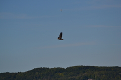 Haliaeetus leucocephalus washingtoniensis
