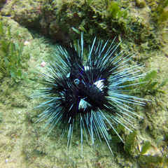 Astropyga pulvinata