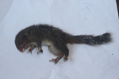 Funambulus tristriatus