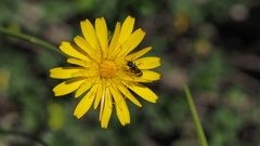 Hylaeus rudbeckiae