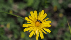 Hylaeus rudbeckiae