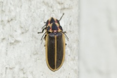 Pyractomena angulata