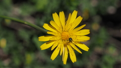 Hylaeus rudbeckiae