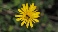 Hylaeus rudbeckiae