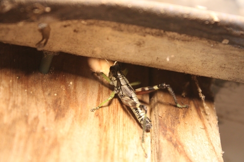Post Oak Grasshopper photo 4