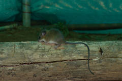 Vandeleuria nilagiricus