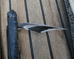 Bandwing Flyingfish photo 5