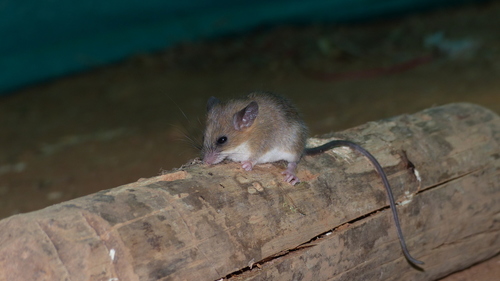 Indian long-tailed tree mouse (Vandeleuria nilagiricus) — Data Deficient Mammalia