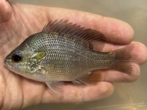 Plains Longear Sunfish