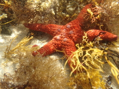 A reddish sea star amongst brown algae on the sand underwater