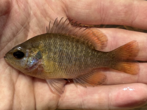 Redspotted Sunfish