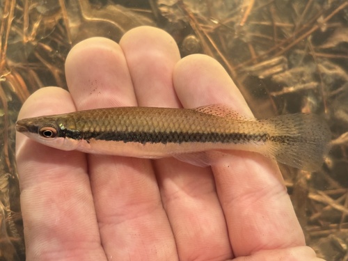 Blackstripe Topminnow