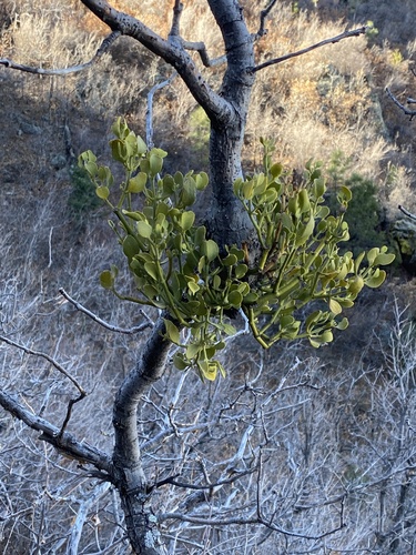 Mesa Trail Loop