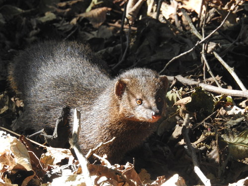 Indian Brown Mongoose