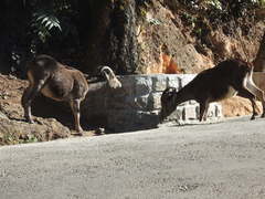 Nilgiritragus hylocrius