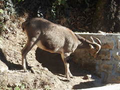 Nilgiritragus hylocrius
