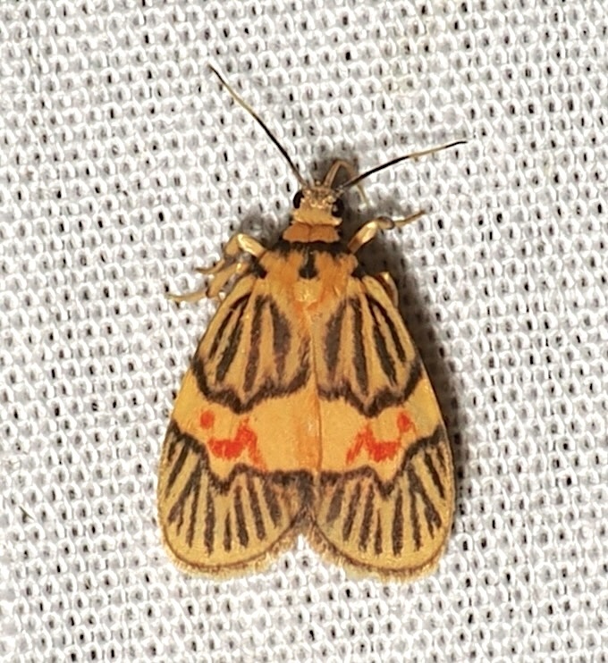 Prepiella strigivenia