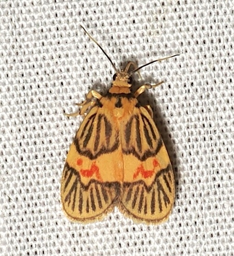 Prepiella strigivenia