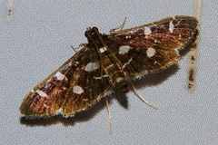 Bocchoris inspersalis