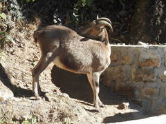 Nilgiritragus hylocrius