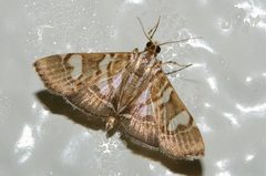 Chabula telphusalis