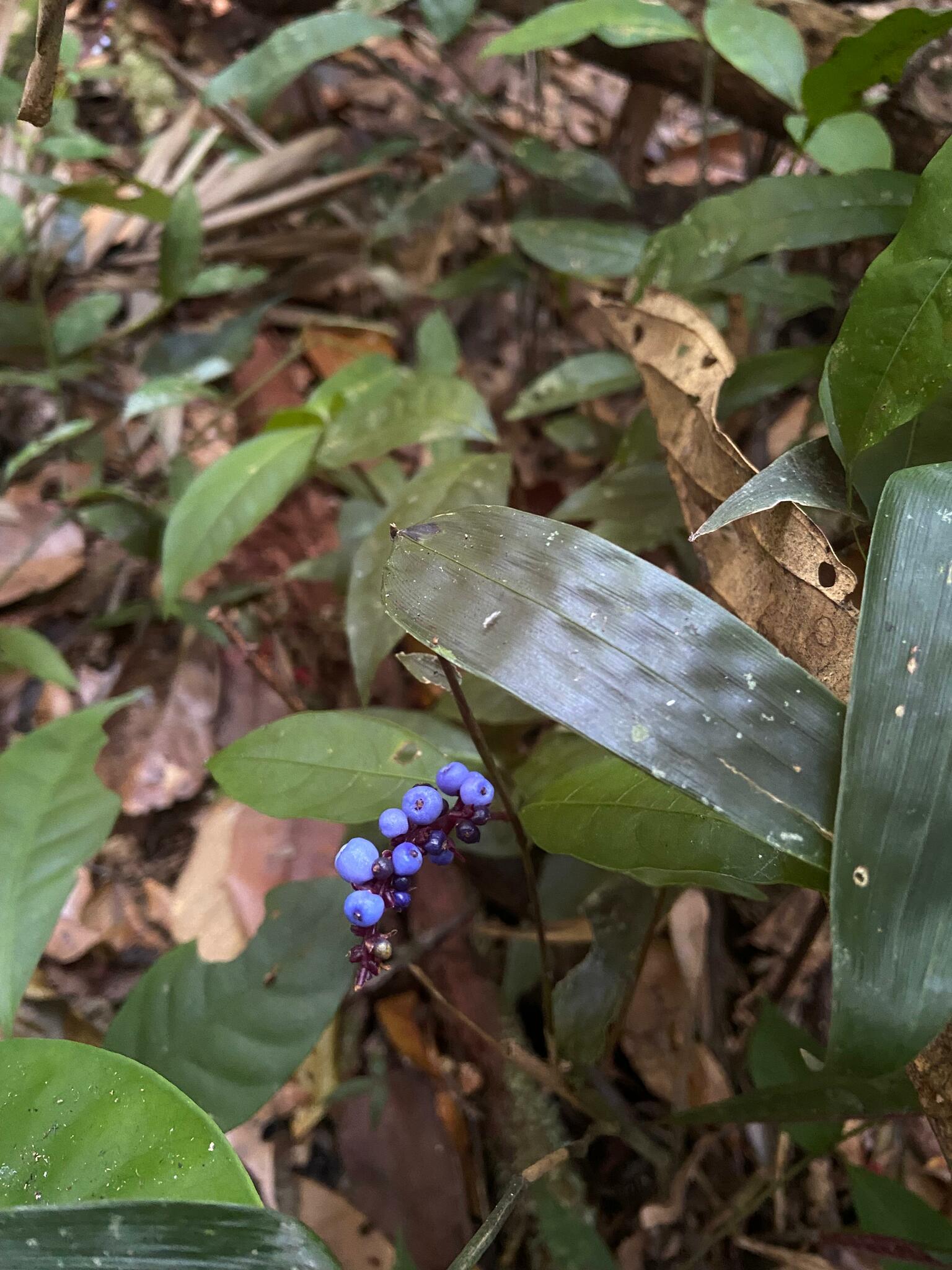 Palicourea polycephala