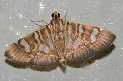 Chabula telphusalis