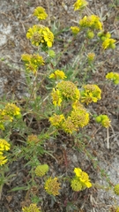 Holocarpha macradenia