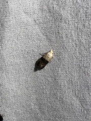 Eugnosta erigeronana